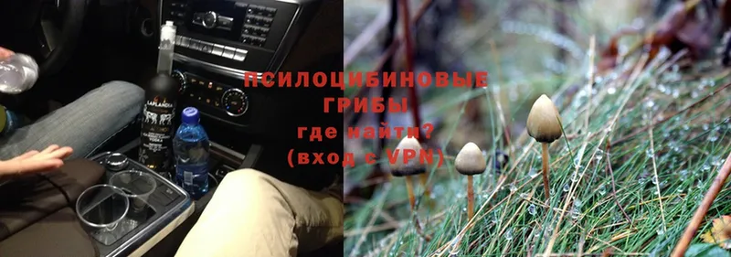 shop состав  купить наркотик  Ермолино  Псилоцибиновые грибы Psilocybe 